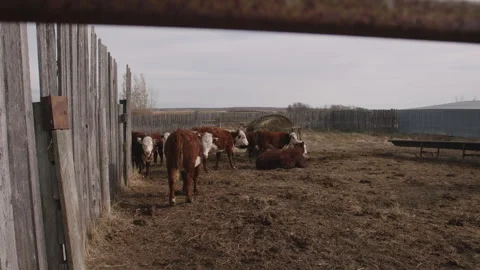 Cows Stock Footage 265504668