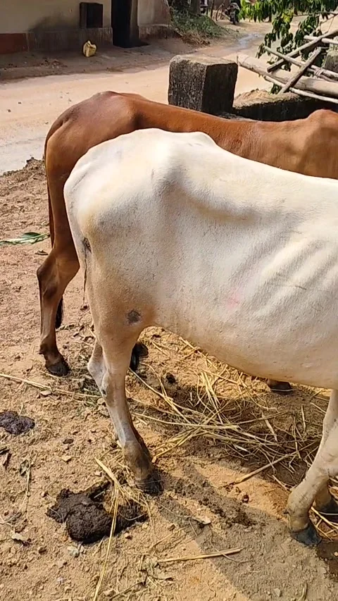 Cows Stock Footage 291361337