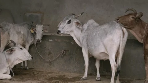 Cows Stock Footage 321292114