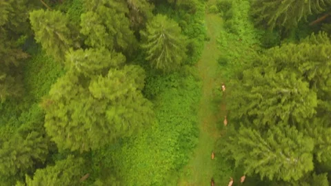 Cows in Forest. Aerial Shooting. Stock Footage 136961434