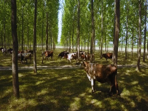 Cows in the forest Stock Footage 77865101