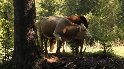 Cows in forest Stock Footage 112028469