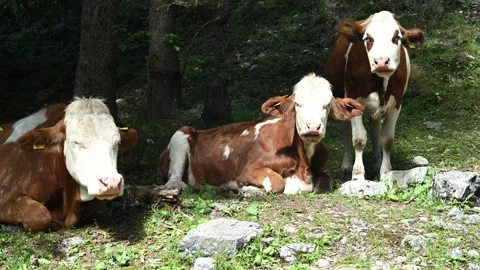 Cows in a forest have a lot of flys on the nose Video stock 260835145