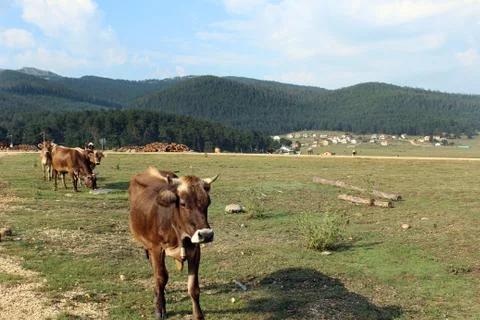 Cows in the forest Stock Photos