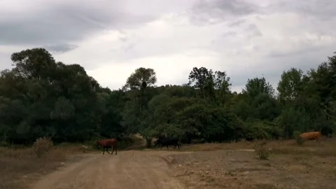 Cows forest road. Stock Footage 179840151