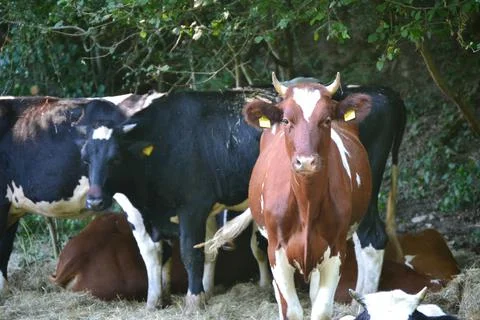 Cows in a free range at rest while ruminating Stock Photos