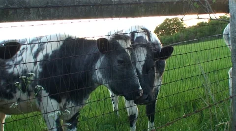 Cows Friendly Curious Cattle Come To Fence no3 Stock Footage 41070248