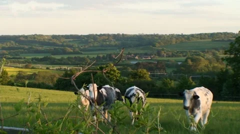 Cows Friendly Curious Cattle Come To Fence no1 Stock Footage 41070285