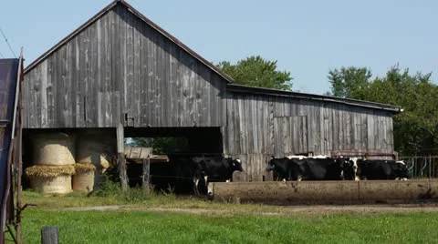 Cows in front of Barn on Farm Stock Footage 12330497