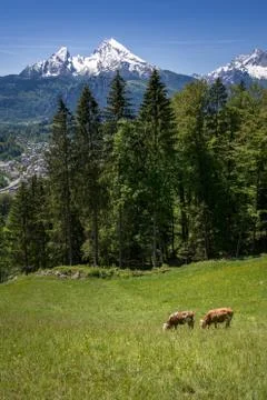Cows in front of the impressive watzmann, Germany Stock Photos