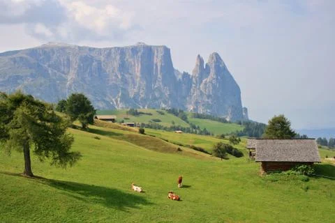 Cows in front of mountain Schlern Stock Photos