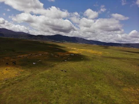 Cows in front of the mountains Foto stock