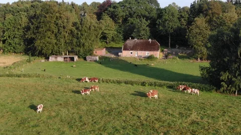 Cows in front of natural looking farm house. Aerial Farm Stock Footage Stock Footage 113137718