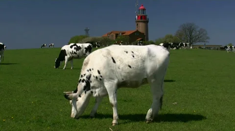 Cows in front of old lighthouse - Baltic Sea, Northern Germany Stockbeeldmateriaal 38042807