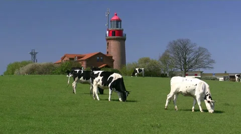 Cows in front of old lighthouse - Baltic Sea, Northern Germany Stockbeeldmateriaal 38043076