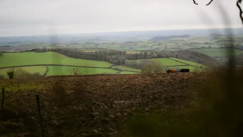 Cows in front of the patchwork quilt landscape Video stock 146103847