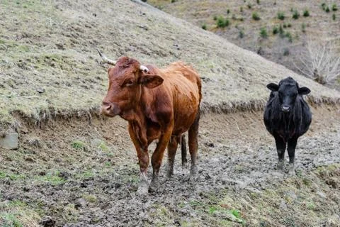 Cows in front of spring mountain landscape Stock Photos