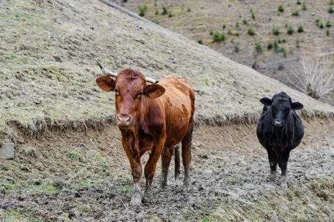 Cows in front of spring mountain landscape Stock Photos