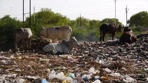 Cows in garbage site Stock Footage 62517150