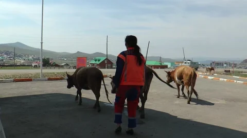 Cows at a gas station, Mongolia. Stock Footage 154977986