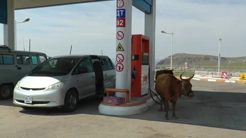 Cows at a gas station, Mongolia. Stock Footage 154977993