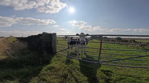 Cows at the Gate Stock Footage 283132357