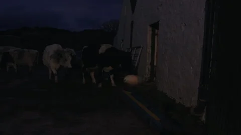Cows gather at the barn during evening hours in a rural setting Stock Footage 325933243