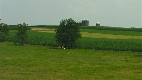 Cows gather under distant tree Stock Footage 87904717