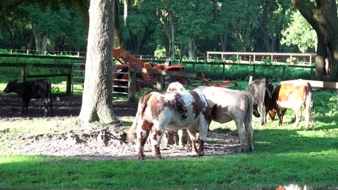 Cows Gathered Pushing Each Other in Rural Pasture 4k Stock Footage 211780220