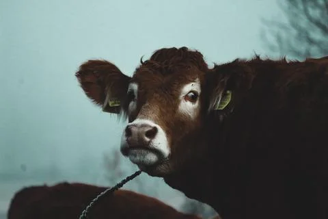 Cow's gaze Stock Photos