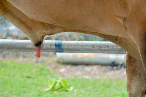 Cows genitals Stock Photos
