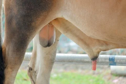 Cows genitals Stock Photos