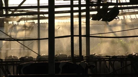 Cows get a shower before they are milked and go to sleep. 스톡 동영상 264144868