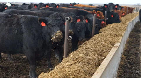 Cows getting Fed with Hay by Tractor Vídeo Stock 62360801