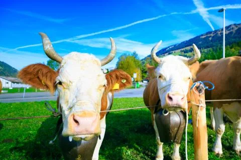 Cows Getting Ready For The Aelplerfest 写真素材