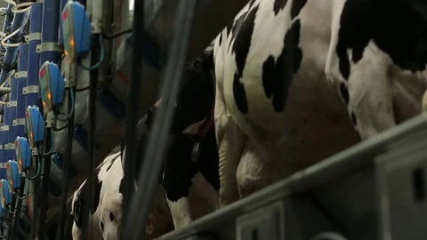 Cows go after milking in the paddock. milking machine for dairy Stock Footage 73552698