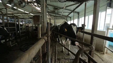 Cows go after milking in the paddock Stock Footage 73555750