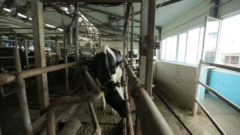 Cows go after milking in the paddock Stock Footage 73555803