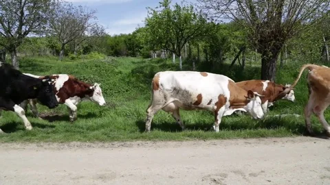 Cows go along the path Stock Footage 82108733