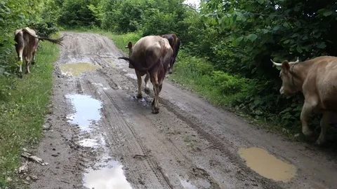 Cows go on a forest road. Transcarpathia Stock Footage 70737041