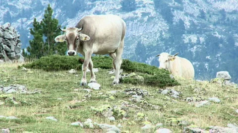 Cows go over the mountain and returned from the grazing Stock Footage