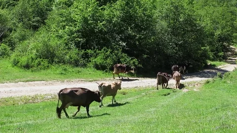 Cows go from the pasture. Cows walk along the dirt path. Stock Footage 76275448