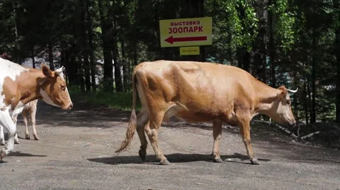 Cows go on road Stock Footage 50825686