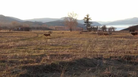 The cows go through the field one after the other Stock Footage 132274842