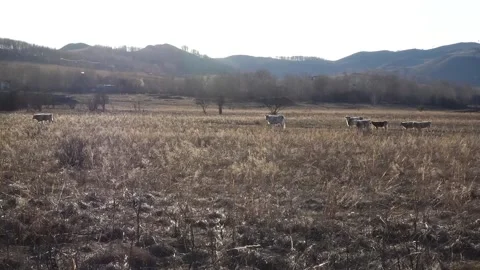 The cows go through the field one after the other Stock Footage 134859385