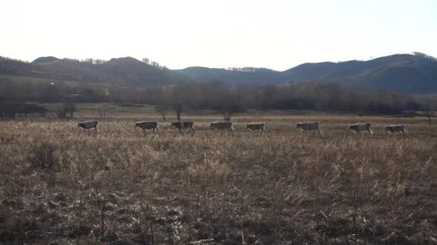 The cows go through the field one after the other Vídeos de archivo 135206487