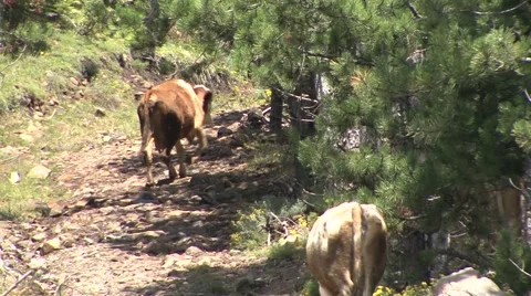 Cows go through the mountain Stock Footage 41127044