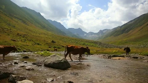 Cows go through the stream. Amazing cloud and mountain view in the back. Stock Footage 148884610