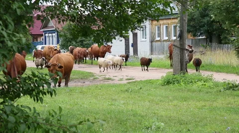 Cows go through the village Stock Footage 52202609