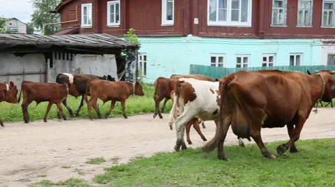 Cows go through the village Stock Footage 52366566